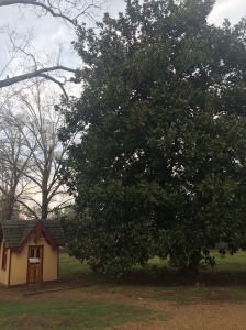 Belle Meade Plantation, magnolia tree, historic homes, stables, research